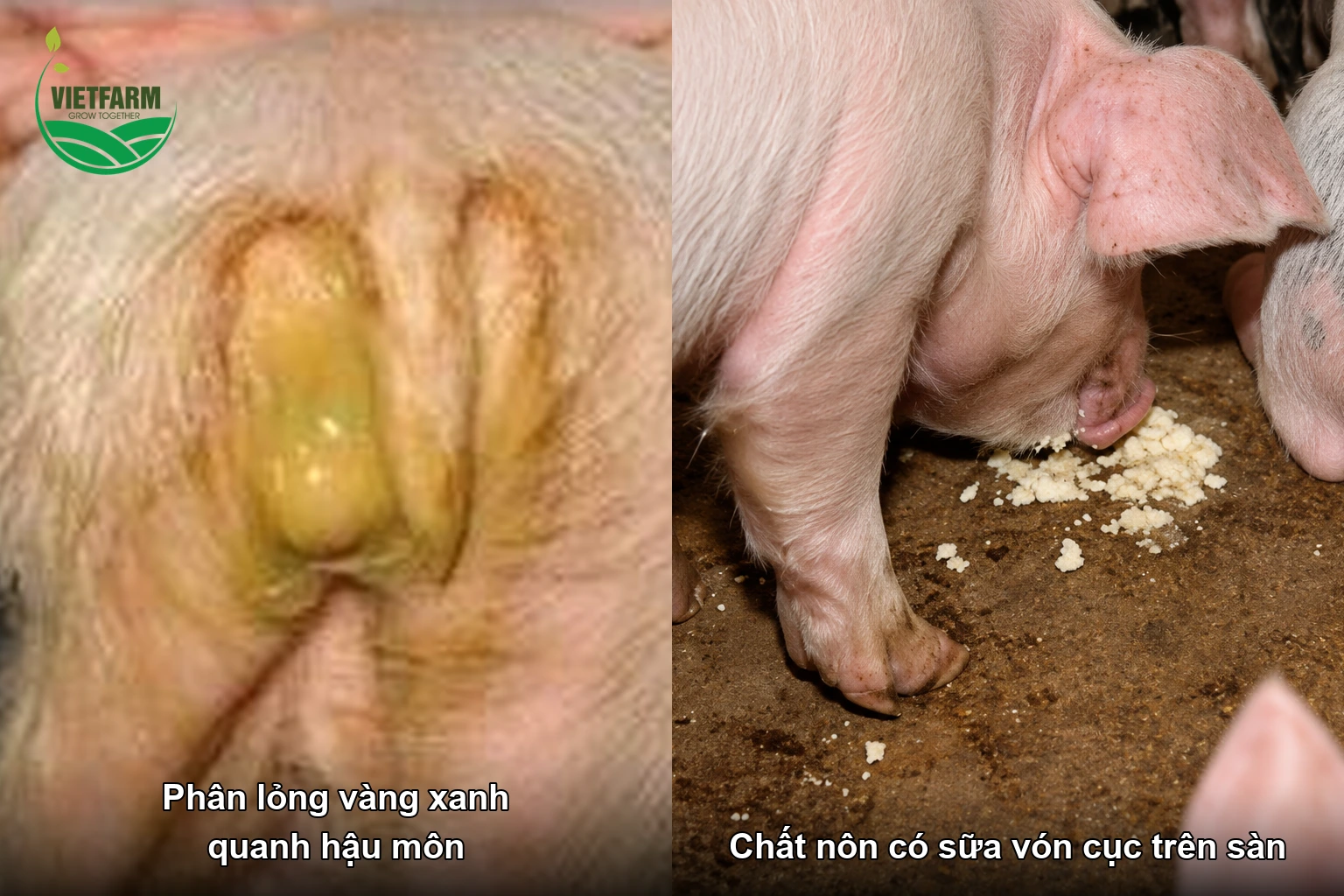 Phân lỏng màu vàng xanh quanh hậu môn và chất nôn có sữa vón cục trên sàn chuồng ở heo con.