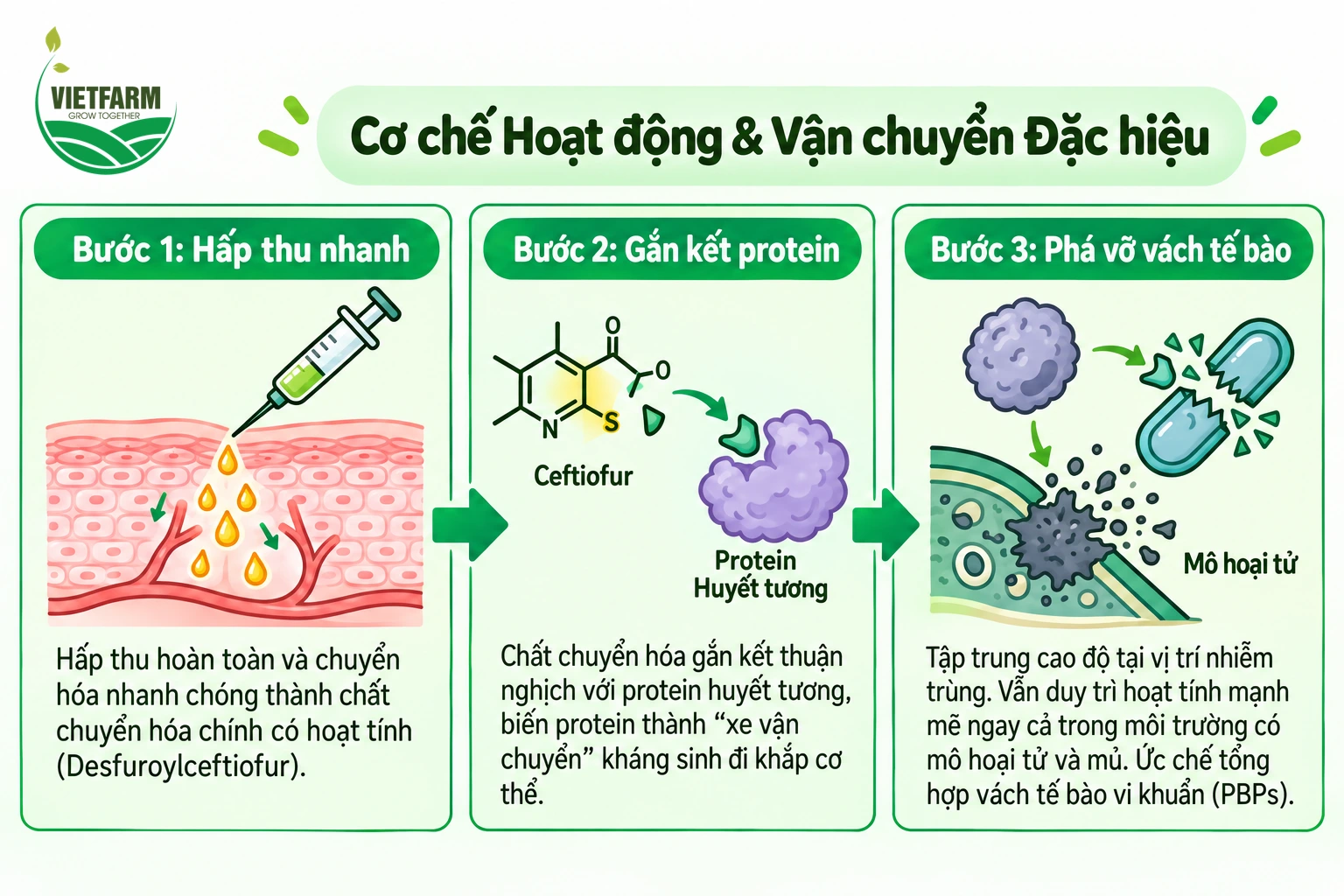 Ceftiofur hấp thu nhanh, gắn với protein huyết tương để vận chuyển khắp cơ thể và phá vỡ vách tế bào vi khuẩn tại ổ viêm.