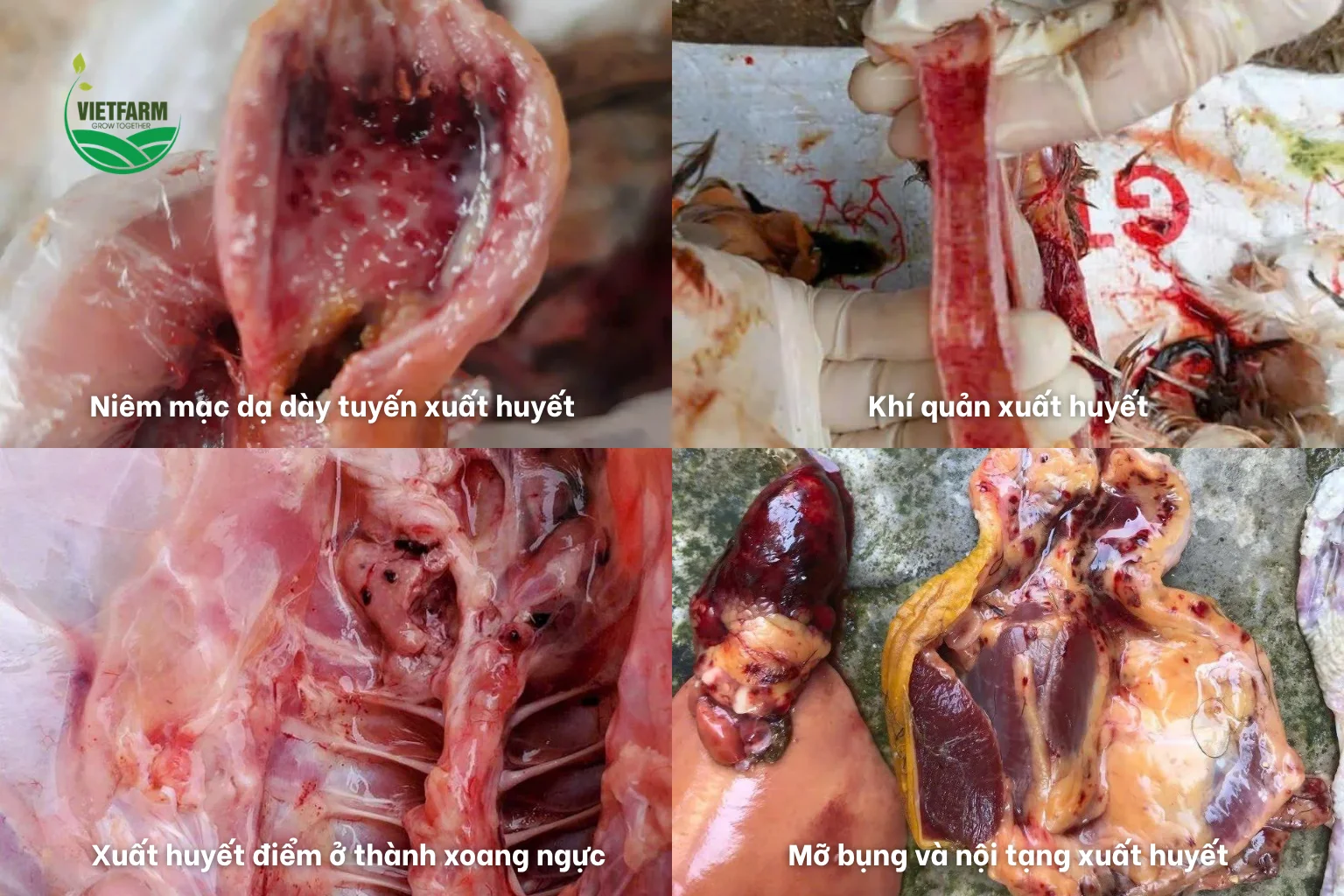 Bệnh tích xuất huyết niêm mạc dạ dày tuyến, khí quản và nội tạng gà mắc cúm.