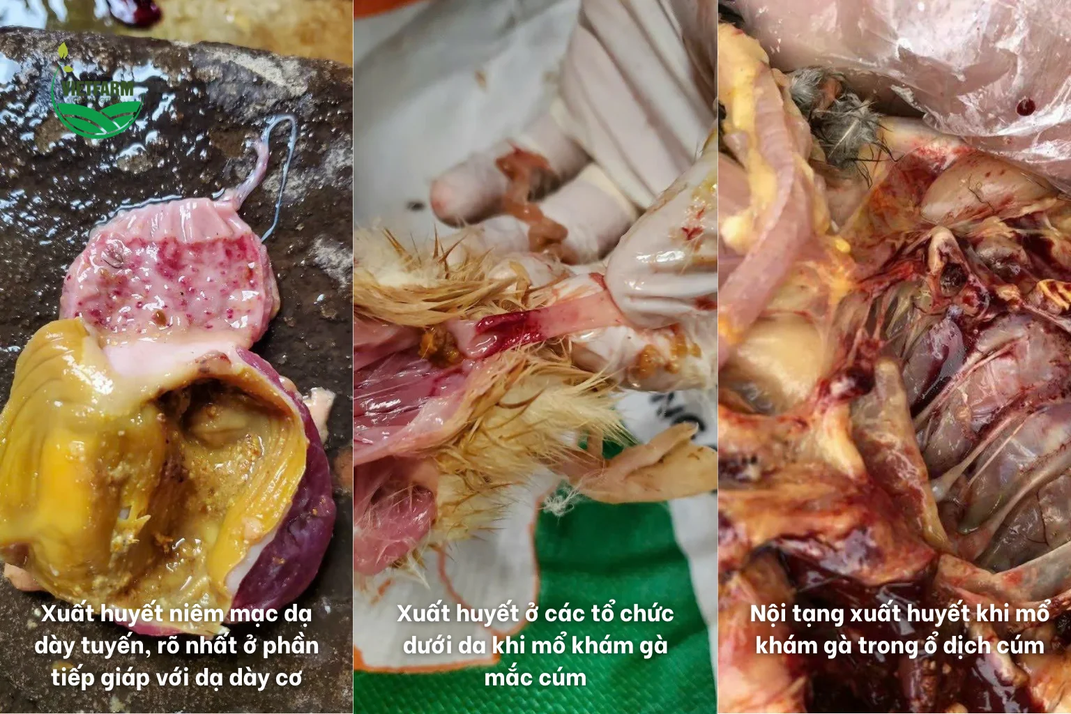 Dấu hiệu bệnh tích mổ khám nhận biết cúm gia cầm ở các cơ quan.